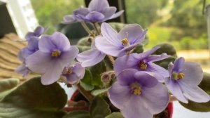 African violet flowers | Full bloom | Close up look