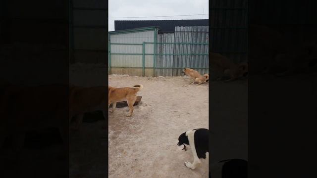 26.02.2022 кожуховский приют смотреть онлайн