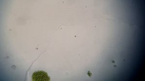 Что можно увидеть в старый советский микроскоп шм-1