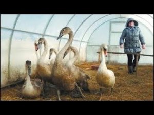 Обычная женщина спасла стаю лебедей от смepти на морозе… вот как они ее отблагодарили