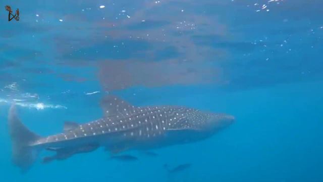 Whale Shark at Pulau Pef смотреть онлайн