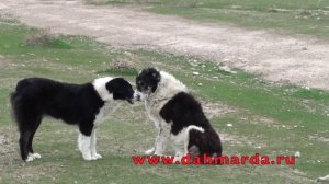 Саги дахмарда - Аборигенные САО Таджикистана. Экспедиция А. Коржа 2008 год