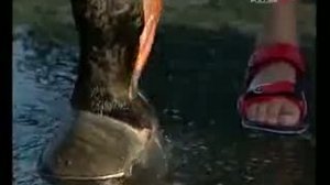 Кировский конезавод