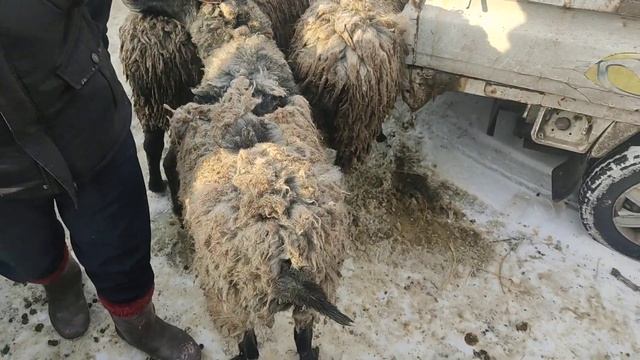 668 на базаре продавались романовской породы.. 15000тысяч