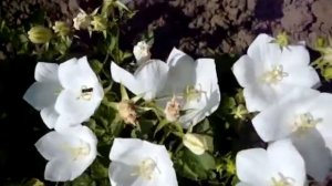 Колокольчик карпатский, Campanula carpatica