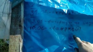 Бордосская смесь на томатах в теплице.