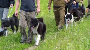 60 Юбилейная Удмуртская региональная выставка охотничьих собак