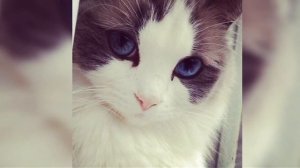 Песня — Котёнок ( грустная)