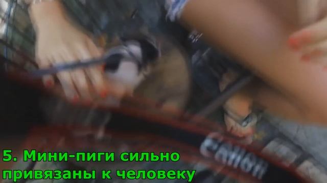 10 ПРИЧИН КУПИТЬ МИНИ-ПИГА смотреть онлайн