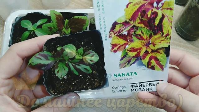 Колеус из семян!!! Что у меня вырасло ?? смотреть онлайн