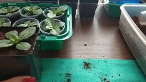 Эустома. Вторая пересадка эустомы.