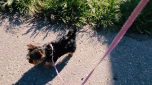 DogVlog. Выходим из карантина: первая прогулка йоркширского терьера на улице. Йорк гуляет в 3 месяц
