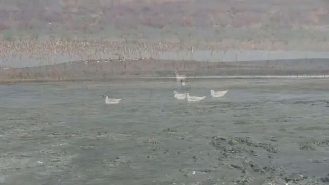 Чокрак смотреть онлайн