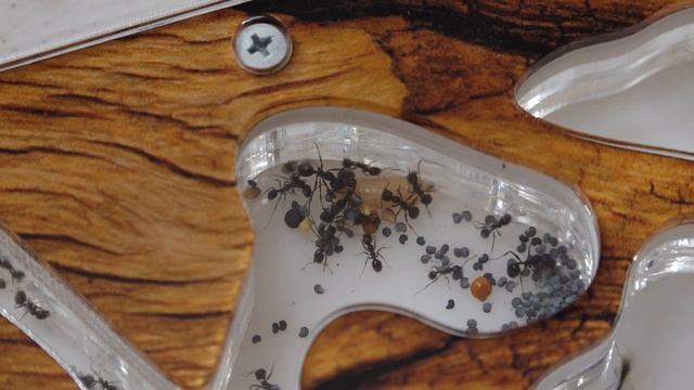 МУРАВЬИНАЯ ФЕРМА VS ОПАРЫШ / Что муравьи делают ночью? смотреть онлайн