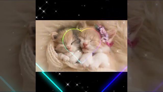 Фото на аву котяты 💖💖😘 #кошки #котята #смешныекоты #милыекоты #милыекошки #милашки #милаха #кот