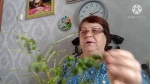 Обрезка катарантуса