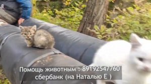 Как спасают котят на улице. История бомжа, который спас трёх котят от смерти.