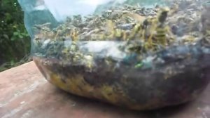 SAM 9435 Ловушка для ос.