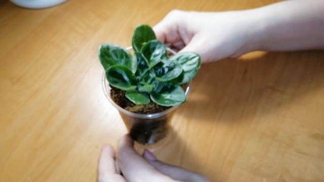 Узамбарская фиалка. Выращивание во мхе. Эксперимент 2.0. смотреть онлайн