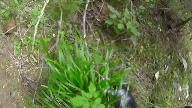 12 августа 2020. Снова грибы смотреть онлайн