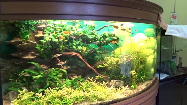 Аквариум "Аква Лого" с оформлением за полцены! смотреть онлайн
