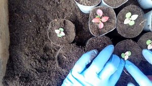 Выращивание гипоэстеса из семян  Пикировка