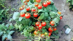 Помидоры — Red Robin — Красный Робин один из самых низеньких сортов помидоров черри. pomidom.ru