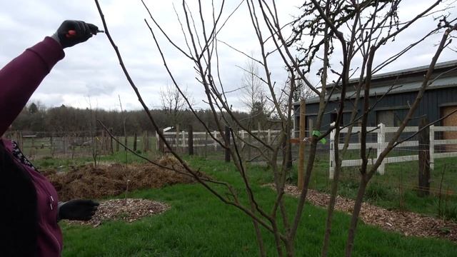 Зимняя Обрезка Айвы смотреть онлайн