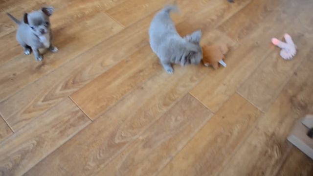 Цветные чишки смотреть онлайн