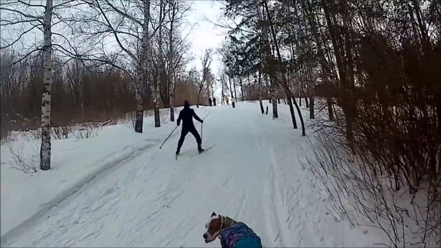 Прогулка по Винновской роще на лыжах