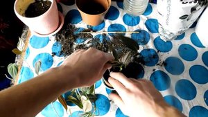 Эпипремнум размножение.Эпипремнум как размножать,уход!