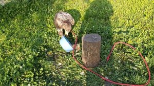 Вольер или присада??? ??? правильное содержание хищных птиц ??? Орлан белохвостый ??????