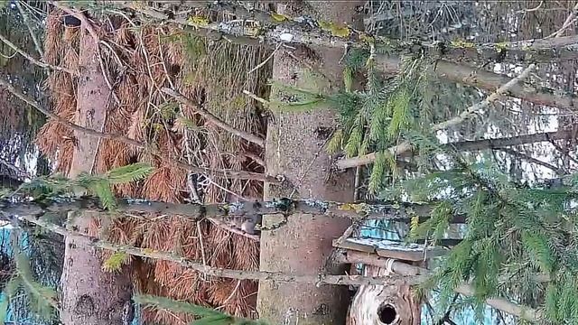 Белка : От камеры не убежать, и здесь увидели #Нижний Новгород смотреть онлайн