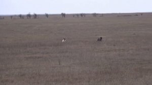 881 (7) Английский Пойнтер и Дратхаар