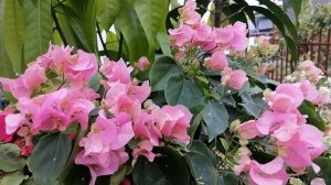 Full bloom Diamond pink Bougainvillea, Imported Bougainvillea