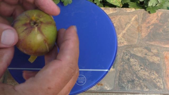 Инжир Бебера Бранка 20 смотреть онлайн