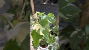 Филодендрон вайт принцесс