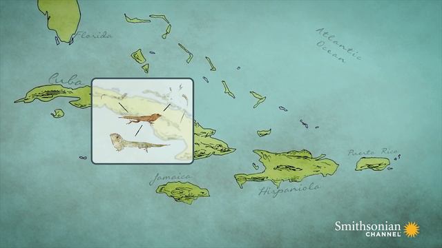 How Lizards are Turning Our Knowledge of Evolution Upside Down смотреть онлайн