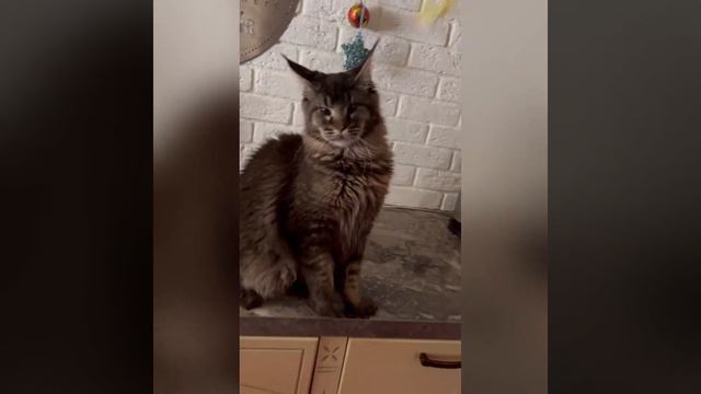 Мейн-кун 9,5 месяцев смотреть онлайн