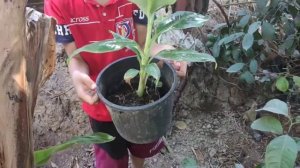 @CHORVATOSHKENT  #banan Банан Кавендиш сорт 60 Минг сумдан916203503