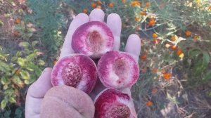 Персик красномясый сорт поздний Эритрокарпа(peach Eritrokarpa)
