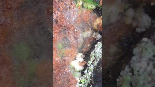 Прорастание спор дорогого гриба Белого Трюфеля