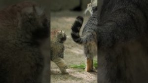 Маленькие манулята родились у кошки в зоопарке