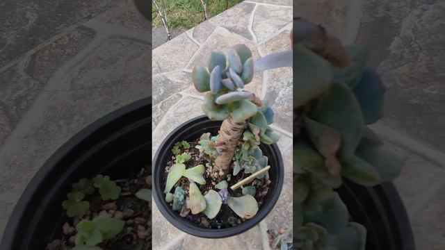 Echeveria Cubic Frost, cuando es necesario sacar algún hijo para que crezcan otros #suculentas смотреть онлайн