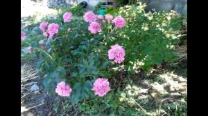 Правда ли что ПИОНЫ в тени не цветут?