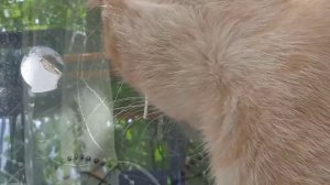 Этот шедевр не описать