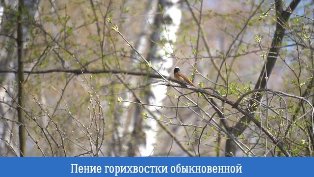 Горихвостка обыкновенная\Redstart смотреть онлайн