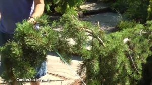 Jack Pine -  Pinus banksiana ' Uncle Fogy' American Conifer Society