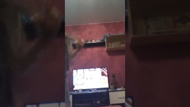 Как научиться делать колесо я покажу