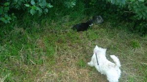 Собака рвет 2 кошек. Жесть! 35+